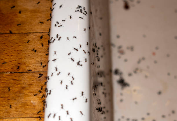 Best Cockroach Control Services  in Ammon, ID